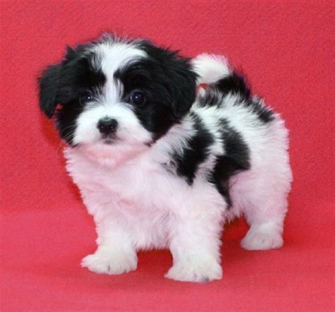 We did not find results for: Papitese - Papillon Maltese Mix For Sale | Maltese puppy ...