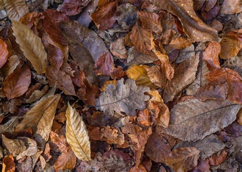 Autumm Dead Leaves On The Ground Custom Designed Textures Creative