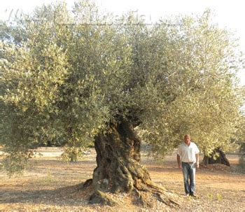 En esta época del año, hay que discontinuar el riego, realizándose cada 20 días. Cómo cuidar un olivo en invierno - MundoJardineria.com