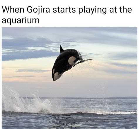 Sorry There Has Probably Been Enough Whale Memes Here Rgojira