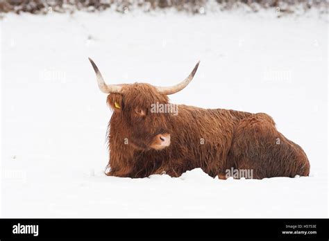 Highland Cow Lying In Snow Stock Photo Alamy