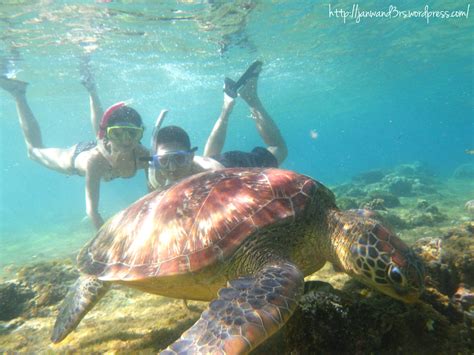 Dumaguete Oslob Siquijor Trip Day 1 Part I Swimming With Turtles In