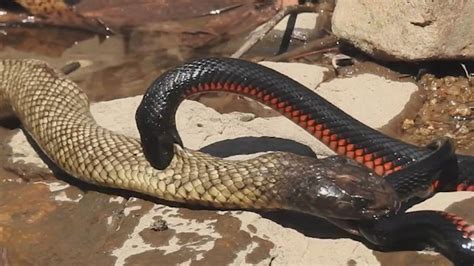 Also look for the coachwhip snake (masticophis flagellum). Tasty tangle as spotted black snake makes a meal of red ...