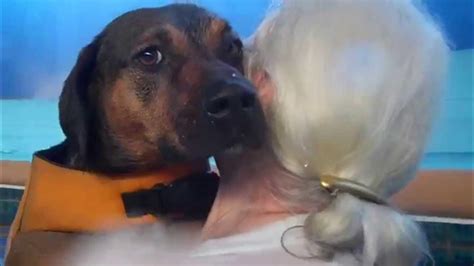 Basset Hound Dog Mix Stubbie Takes Swim Break And Gets Love From Grandmom