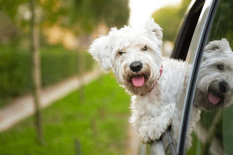 And the most important thing is doing it properly. DIY Car Detailing - Dog Hair Edition | Compare the Market