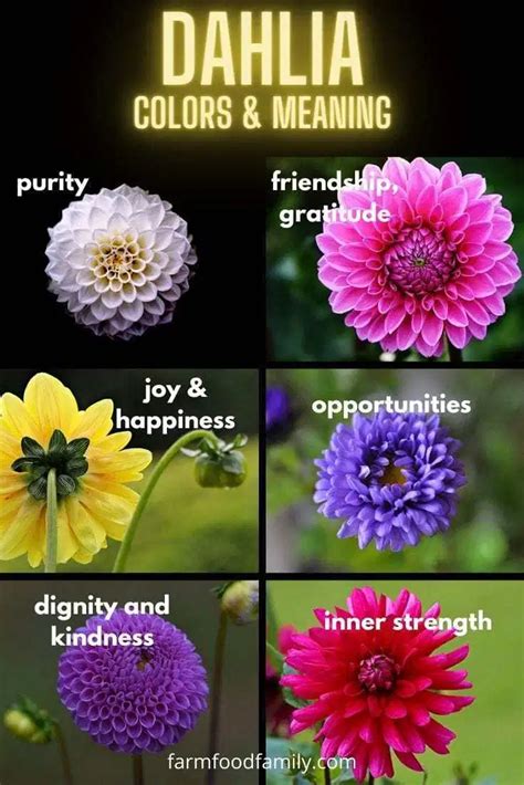 Dahlia Flower Meaning Symbolism The Queen Of The Autumn Garden