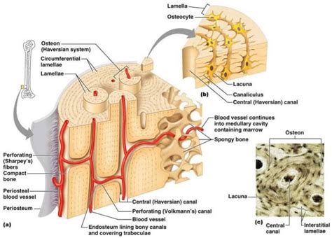 Image Result For Parts Of Compact Bone Basic Anatomy And Physiology