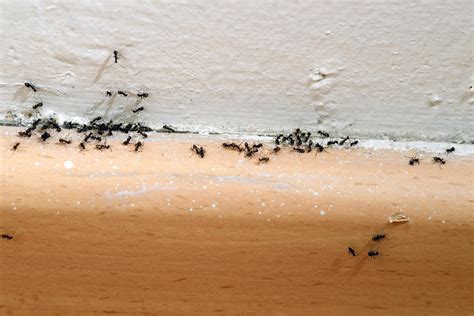 Tiny Black Ants In Bathroom Lovely 9 Simple Steps To Get Rid Of Ants And Keep Ants Out Plan Of Tiny Black Ants In Bathroom 