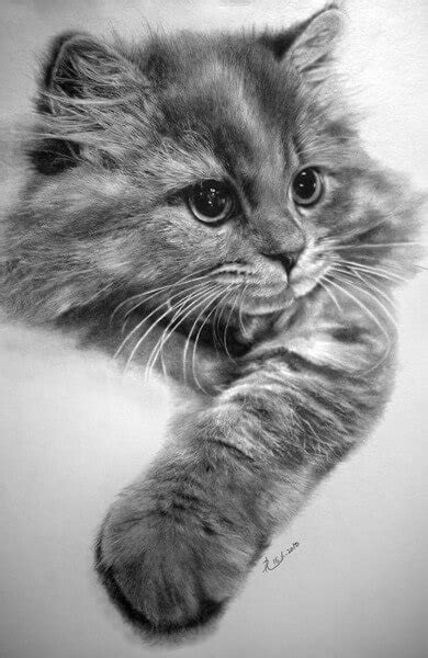 Dibujos De Gatos A Lápiz Sólo Para Amantes De Los Gatitos 🐱