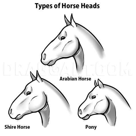 Draw Horse Heads And Faces Step By Step Drawing Guide By Dawn Dragoart