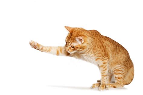 Orange Tabby Cat Stock Photos Pictures And Royalty Free Images Istock