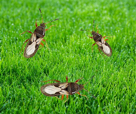 Its Chinch Bug Season In Canada