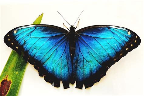 Butterfly Blue Insects Butterflies Animals Summer Flower Wing