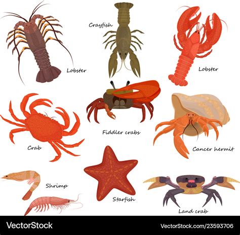 Crustacean Crab Prawns Ocean Lobster And Vector Image