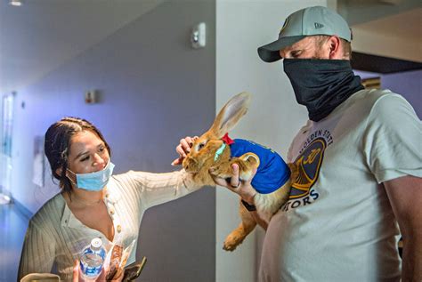 Warriors Therapy Bunny Alex Returns To Bay Area Sports