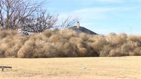 what to do with tumbleweeds after invasion at homes across west texas