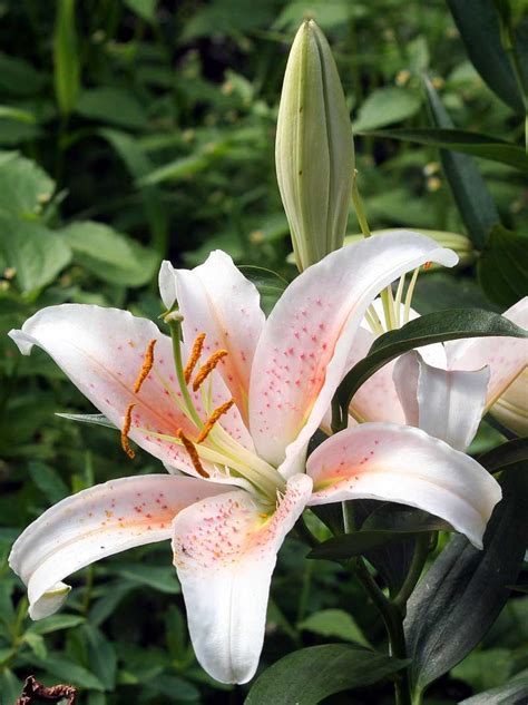 Orientalske Liljer Lilium Orientalis Plantning Og Pasning