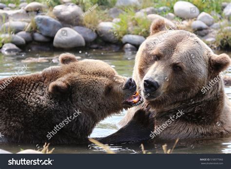 Funny Two Grizzly Bears Fighting One Stock Photo 518077966 Shutterstock