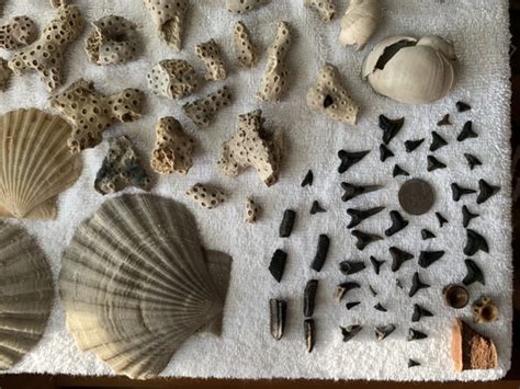 Candid traveller photos · millions of hotel reviews Matoaka Beach Cabins 12/26/19 - Fossil Hunting Trips - The ...