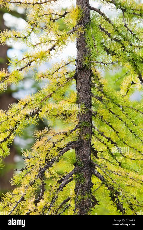 A Young Larch Tree Closeup North Cascades Washington Usa Stock Photo