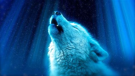 White Wolf Howling 8k 4572 Wallpaper