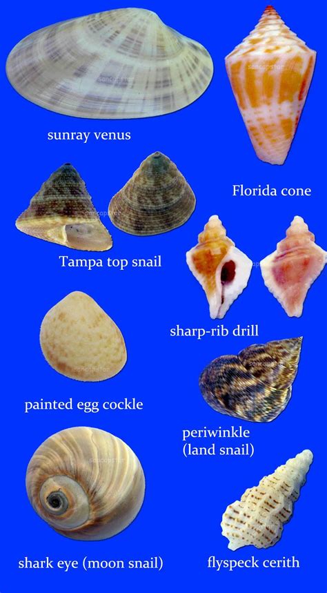 Sancapstar Shell Guide Shells Sanibel Shells Sea Glass Shell