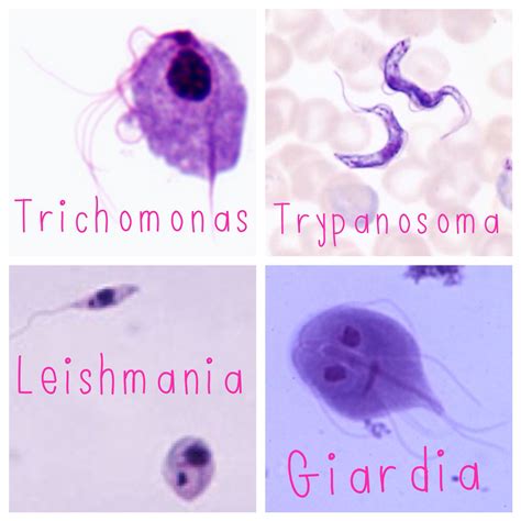 Life Cycle Of Trichomonas