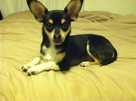 taco terrier chihuahua toy fox terrier mix info puppies pictures