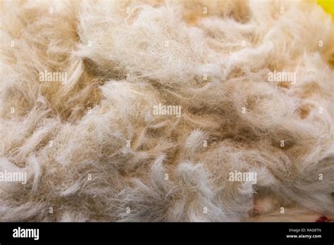 Natural Wool On Sheep Fleece Light Colour Ecru Sheering Season