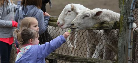 Here are all the possible meanings and translations of the word petting zoo. Petting Farm - Lionel's Farm