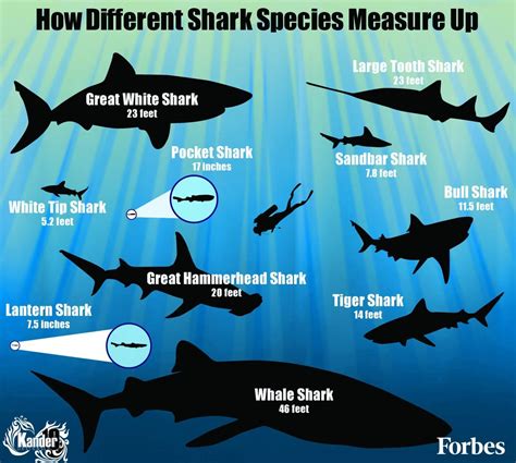 How Different Shark Species Measure Up Infographic