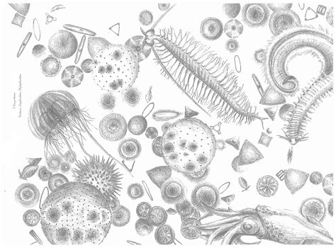 How To Draw Zooplankton