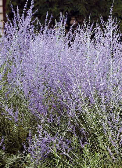 Normal handling is absolutely safe, just make sure not to ingest the plant. 11 deer- and rabbit-resistant plants | Garden Gate