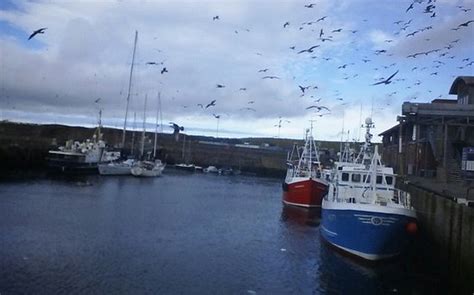 Eyemouth Harbour 2020 All You Need To Know Before You Go With Photos