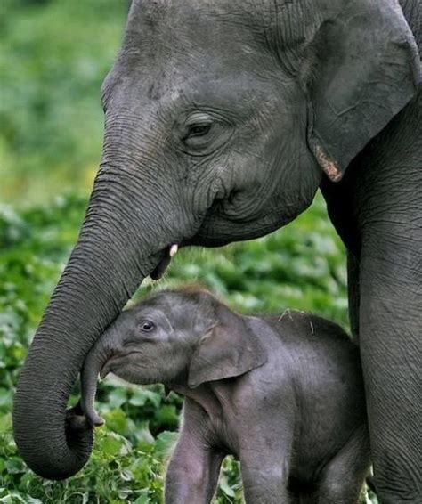 Mom And Baby Cute Animals Elephant Baby Elephant