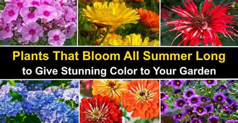 In the fall, the tree changes colors with shades of gold. 22 Plants That Bloom All Summer Long (Perennials and Annuals)