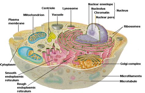 Students studying the cell membrane usually learn about osmosis and diffusion in the … investigation: Plant and Animal Cells - Labeled Graphics