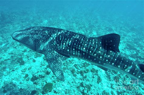 Spotted Whale Shark Photograph By Sami Sarkis Fine Art America