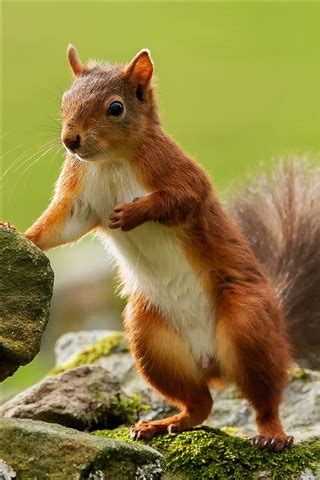 Trending > squirrels ipad wallpaper. Squirrel, stones iPhone X 8,7,6,5,4,3GS wallpaper download ...