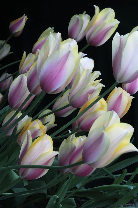 Tulips Bend Photograph By Brent Easley Fine Art America