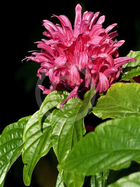 Justicia Carnea Brazilian Plume Flower Information And Photos