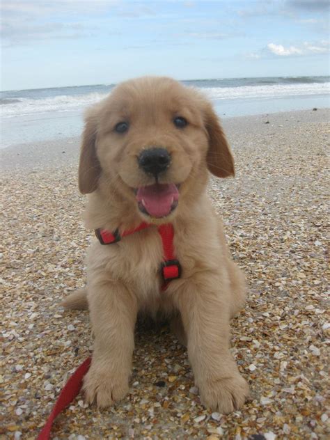 Golden retriever puppies and dogs in virginia cities. 12 Dogs Experiencing The Beach For The First Time Ever