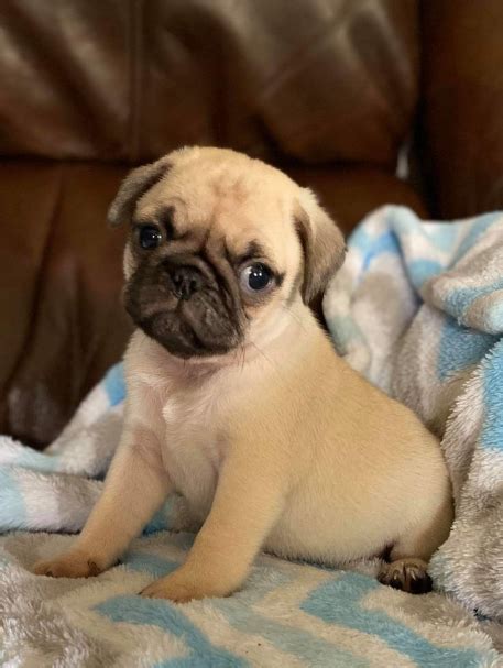 Pug for Sale in Indiana - Michigan City | #66755 - PetZDaddy