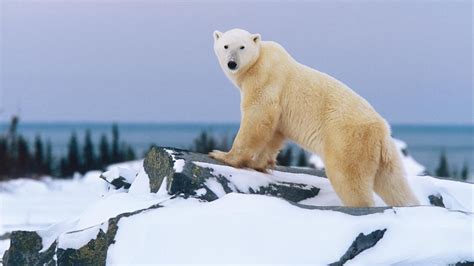 Natural Habitat Adventures Launches ‘polar Bears In A