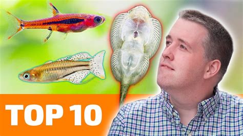 Top 10 Nano Fish For Freshwater Aquariums Competsport