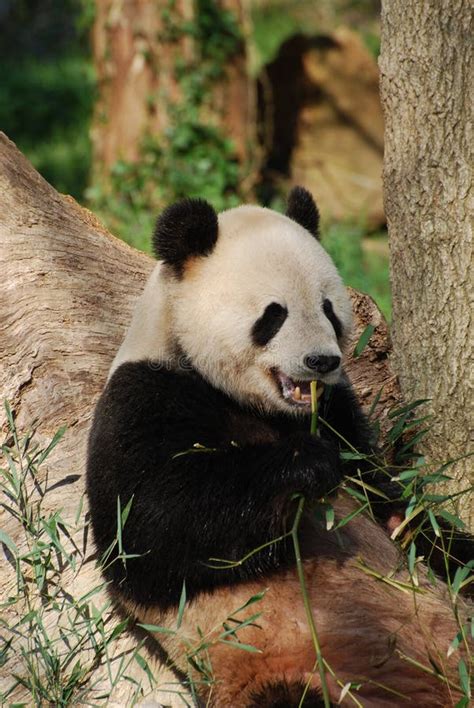 Panda Bear Showing Teeth Stock Photos Free And Royalty Free Stock