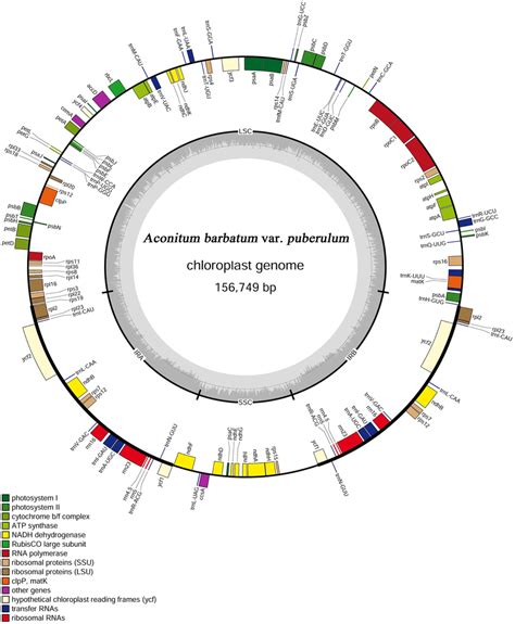 Gene Map Of The Aconitum Barbatum Var Puberulum Chloroplast Genome