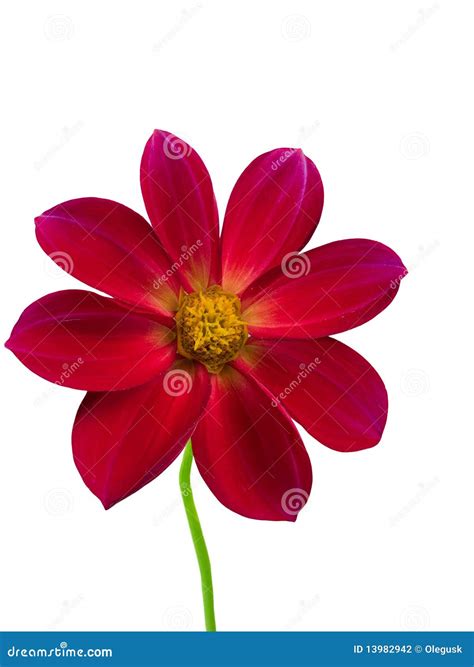 Flower Red Petals Stock Photo Image Of Decorative Stalk 13982942