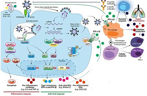 Previous studies have shown that women are more often affected than men. Remdesivir In Myasthaenia Gravis / Managing Myasthenia Gravis During The Covid 19 Pandemic - It ...