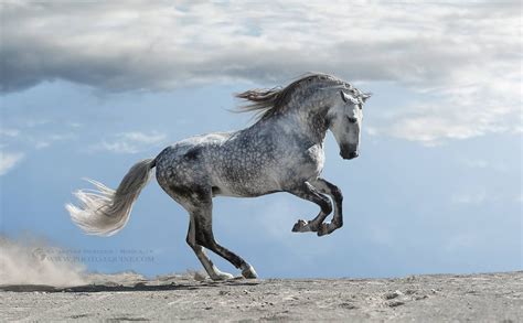 Download alight motion pro / download alight motio. Pferde Fotos Kostenlos Herunterladen | Bilder und Sprüche ...